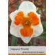 Разрезнокорончатый нарцис Tricolet