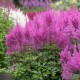 Астильба Арендса (Astilbe) (A) Gloria Purpurea