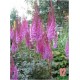 Астильба китайская (Astilbe) (C) Purperkerze