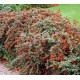 Кизильник Даммера Coral Beauty