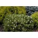 Лапчатка кустарниковая Tilford Cream
