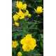 Троллиус (Trollius) stenopetalus
