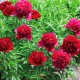 Пион (Paeonia) Adolphe Rousseau