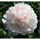 Пион (Paeonia) Albert Crousse