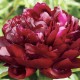 Пион (Paeonia) Armani®