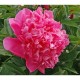Пион (Paeonia) Augustin d'Hour