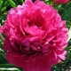 Пион (Paeonia) Avis Varner