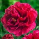 Пион (Paeonia) Belgravia