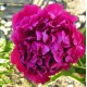 Пион (Paeonia) Best Man