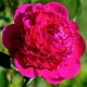 Пион (Paeonia) Big Ben
