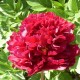 Пион (Paeonia) Big Red Boomer Sooner