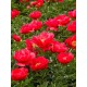 Пион (Paeonia) Blaze