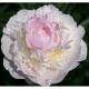 Пион (Paeonia) Blush Queen