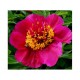 Пион (Paeonia) Burst of Joy