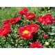 Пион (Paeonia) Carina