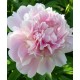 Пион (Paeonia) Catharina Fontyn
