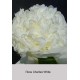 Пион Charlies White