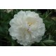 Пион (Paeonia) Couronne d'Or