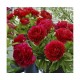 Пион (Paeonia) Henry Bockstoce