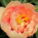 Пион (Paeonia) Itoh Clouds of Colour
