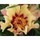 Пион (Paeonia) Itoh Court Jester