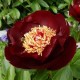 Пион (Paeonia) Itoh Dark Eyes