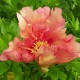 Пион (Paeonia) Itoh Kaleidoscoop