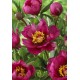 Пион Itoh Pink Double Dandy