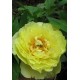 Пион Itoh Yellow Crown
