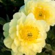 Пион (Paeonia) Itoh Yellow Doodle Dandy