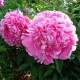 Пион (Paeonia) Jacorma