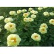 Пион (Paeonia) Lemon Chiffon