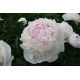 Пион (Paeonia) Madame de Verneville