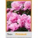 Пион Pink