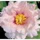 Півонія деревовидна (Paeonia) Suffriticosa Light Pink
