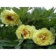 Півонія деревовидна Suffriticosa Yellow