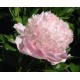 Пион (Paeonia) Sweet 16