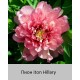 Пион iton Hillary