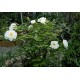 Suffriticosa (tree paeony) белый