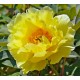 Suffriticosa (tree paeony) жовтий