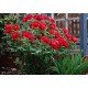 Suffriticosa (tree paeony) червоний 