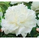 Пион (Paeonia) Double White
