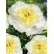 Пион (Paeonia) Gertrude Allen