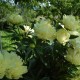 Пион (Paeonia) Gold Mine / Golden Wheel