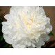 Пион (Paeonia) Henry Sass