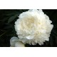 Пион (Paeonia) Ice Berg