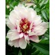 Пион (Paeonia) Itoh Cora Louise