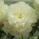 Пион (Paeonia) Ivory Victory