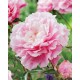 Пион (Paeonia) Morning Kiss®