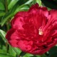 Пион (Paeonia) Wine Red